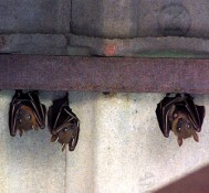 Bats