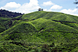 Cameron Highlands