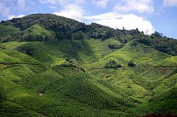 Cameron Highlands