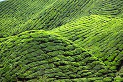 Cameron Highlands