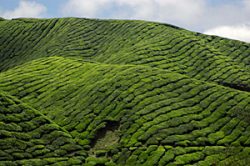 Cameron Highlands