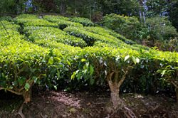 Cameron Highlands