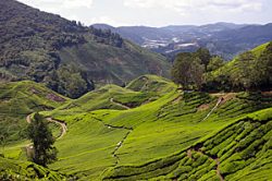 Cameron Highlands