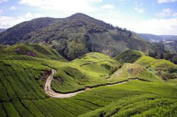 Cameron Highlands