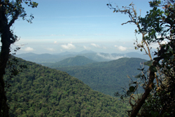 Cameron Highlands