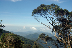 Cameron Highlands