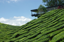 Cameron Highlands