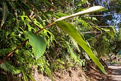 Malaysia Fauna