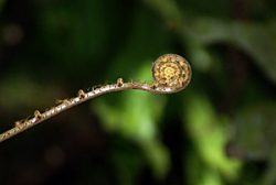 Malaysia Fauna