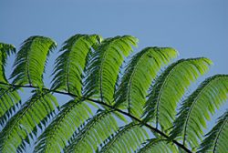 Malaysia Fauna