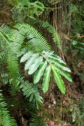 Malaysia Fauna