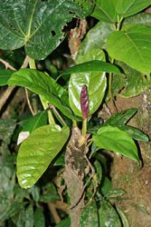 Malaysia Fauna