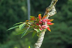 Malaysia Fauna